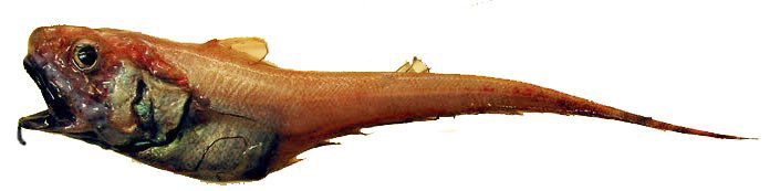 Coryphaenoides brevibarbis_0225